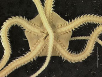 Media type: image; Invertebrate Zoology OPH-4455   Description: ventral;